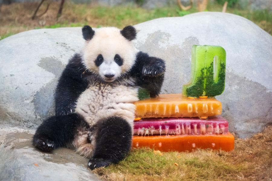 สวนสนุกฮ่องกงเสิร์ฟเค้กก้อนโต ฉลองวันเกิดแฝด 'แพนด้ายักษ์' อายุ 1 ขวบ