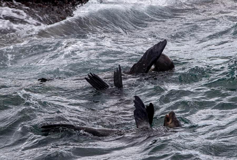 นักวิทย์พบเสียงร้องของ 'แมวน้ำเสือดาวแอนตาร์กติก' คล้ายเพลงกล่อมเด็ก