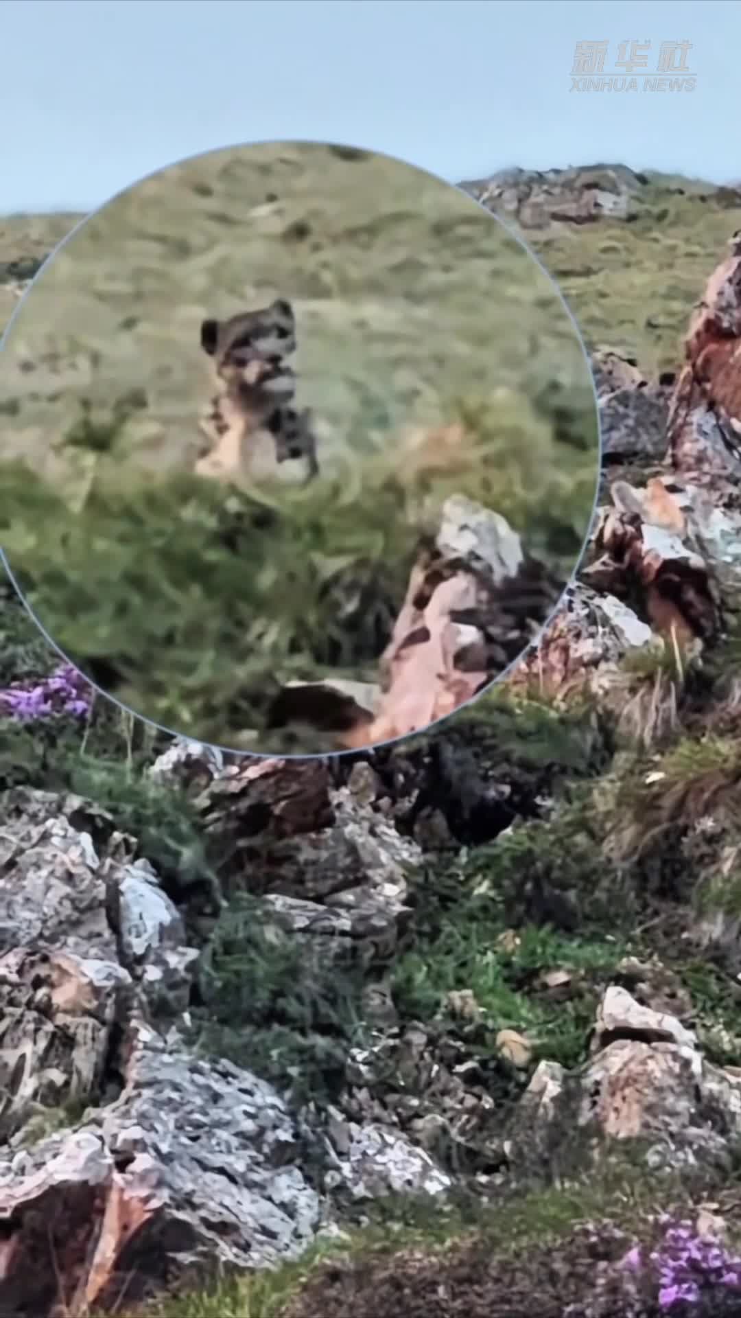 คนเลี้ยงสัตว์ในชิงไห่จับภาพ 'เสือดาวหิมะ' โผล่หัวทักทาย