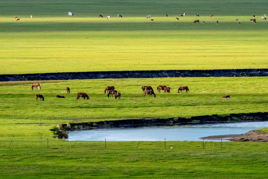 ธรรมชาติริมแม่น้ำ 'โม่เอ่อร์เก๋อเล่อ' สวยสะดุดตาในมองโกเลียใน