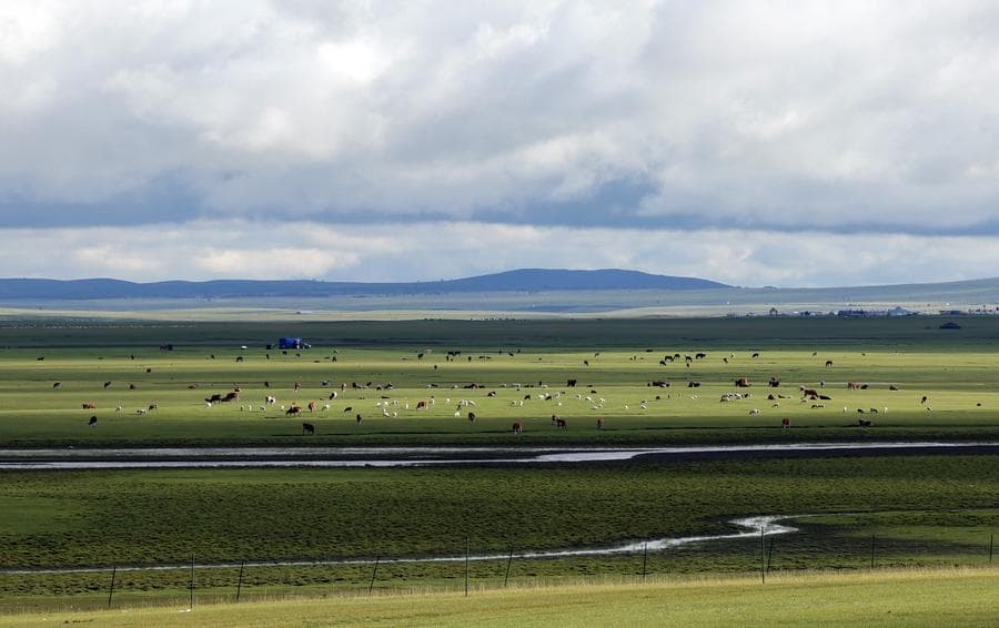 ทอดมอง 'ทุ่งหญ้าเขียวขจี' ผืนกว้างในมองโกเลียใน