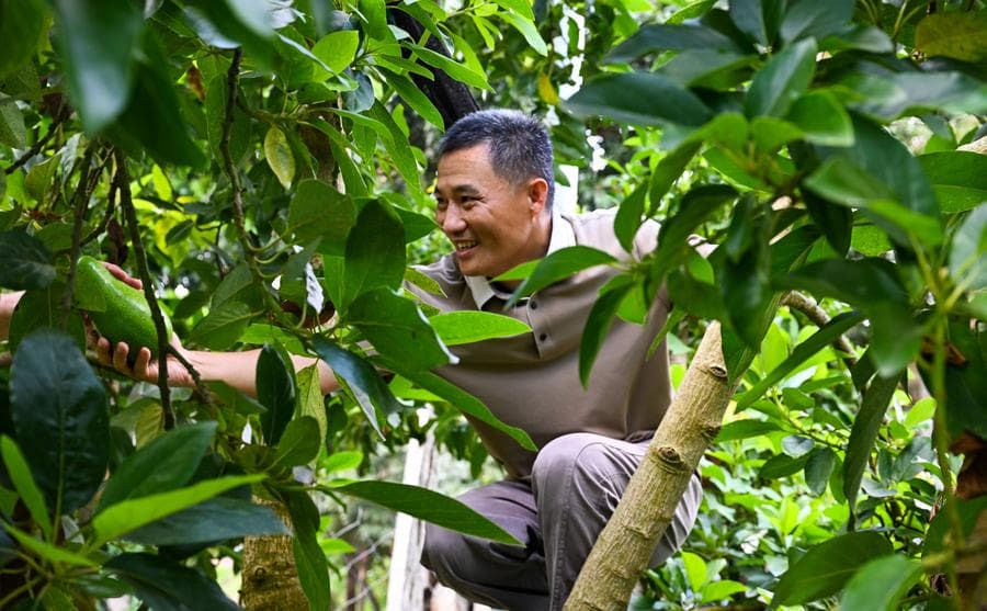 ฤดูเก็บเกี่ยว 'อะโวคาโด' ผลไม้รายได้งามในไหหลำ