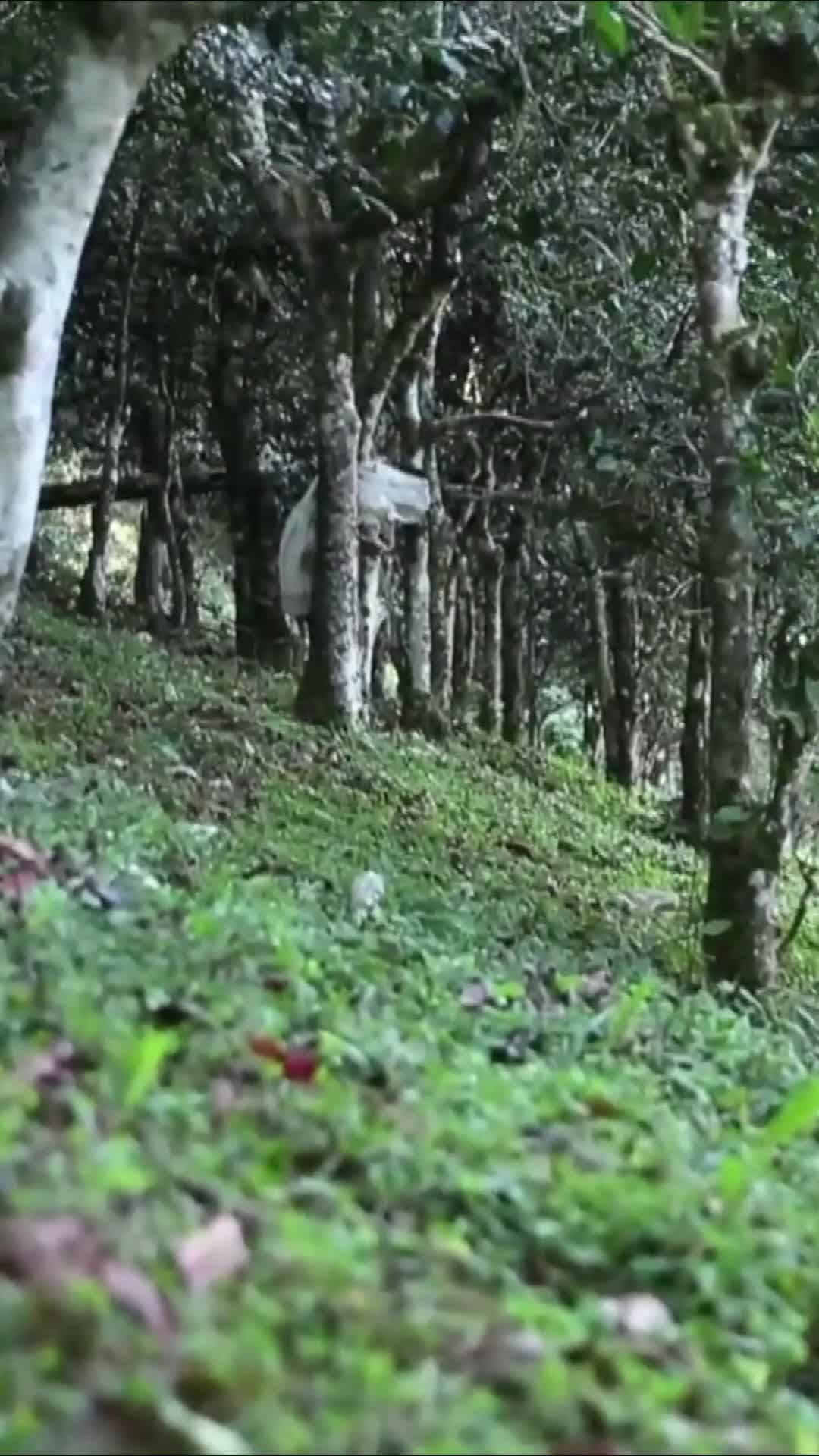 จีนคว้าสถิติกินเนสส์ เวิลด์ เรคคอร์ด 'ไร่ชาโบราณใหญ่สุด