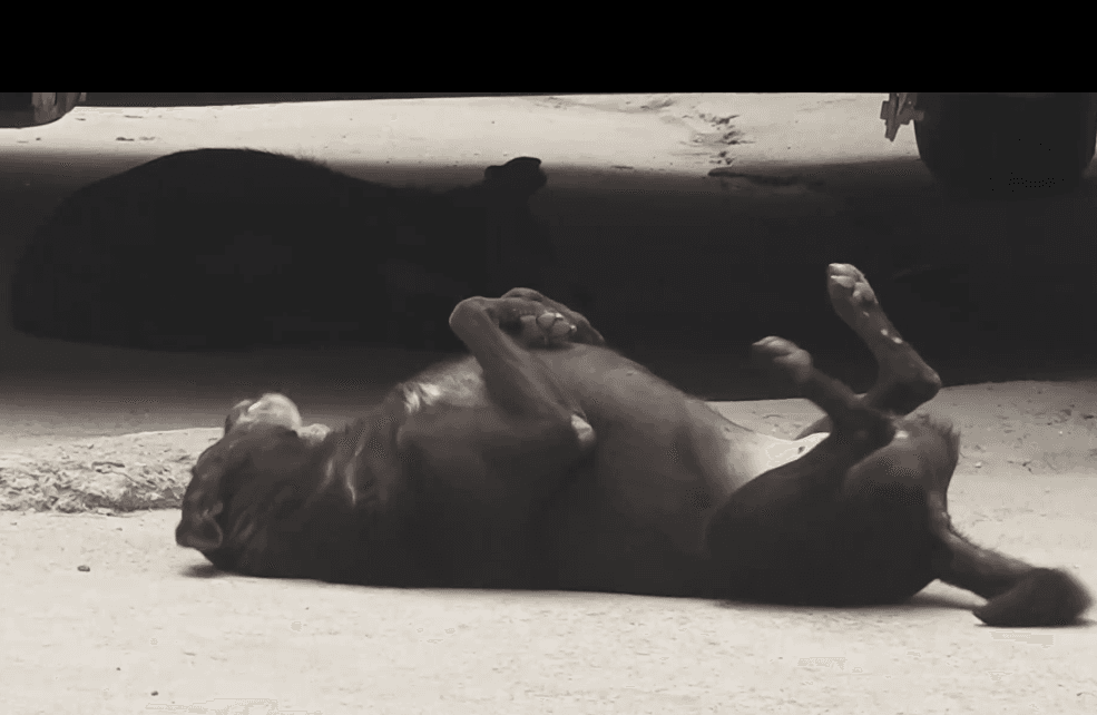 ศาลอินเดียแก้คำสั่ง 'กำจัดหมาจร' ในเมืองหลวงและย่านชานเมือง