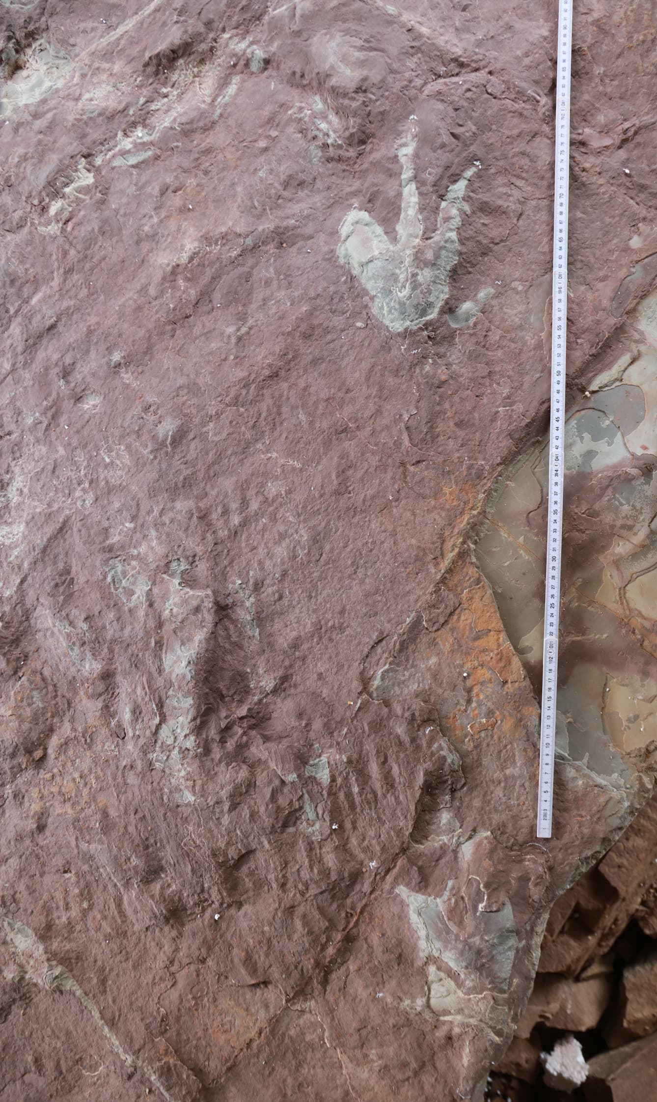 รอยเท้าไดโนเสาร์ในจีนตอนใต้ ไขปริศนาความลึกลับโลกโบราณ