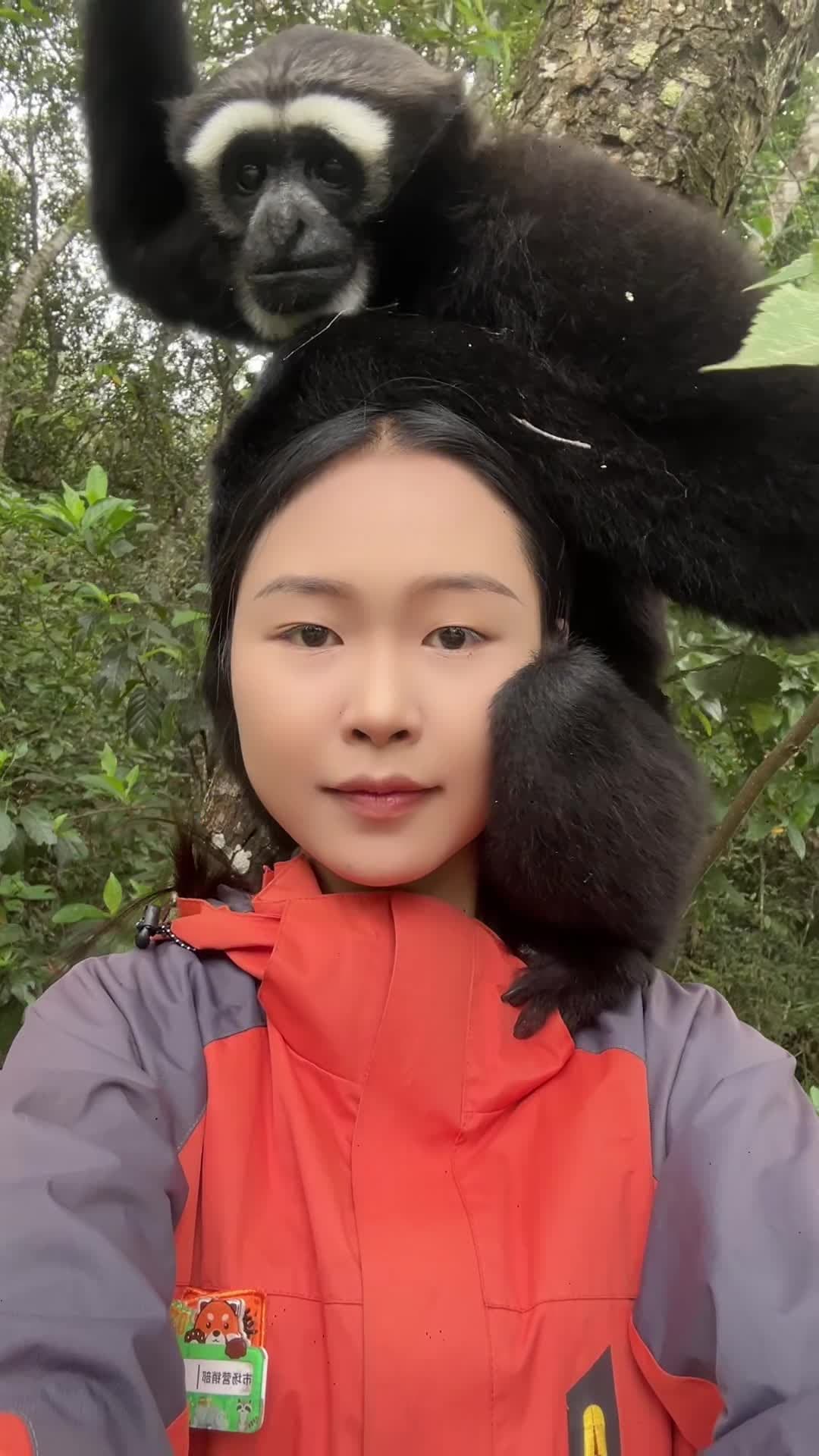 คู่หูต่างพันธุ์! 'ชะนีคิ้วขาว' เกาะไหล่จนท.อุทยานยูนนาน ช่วยเป็นเพื่อนลาดตระเวน