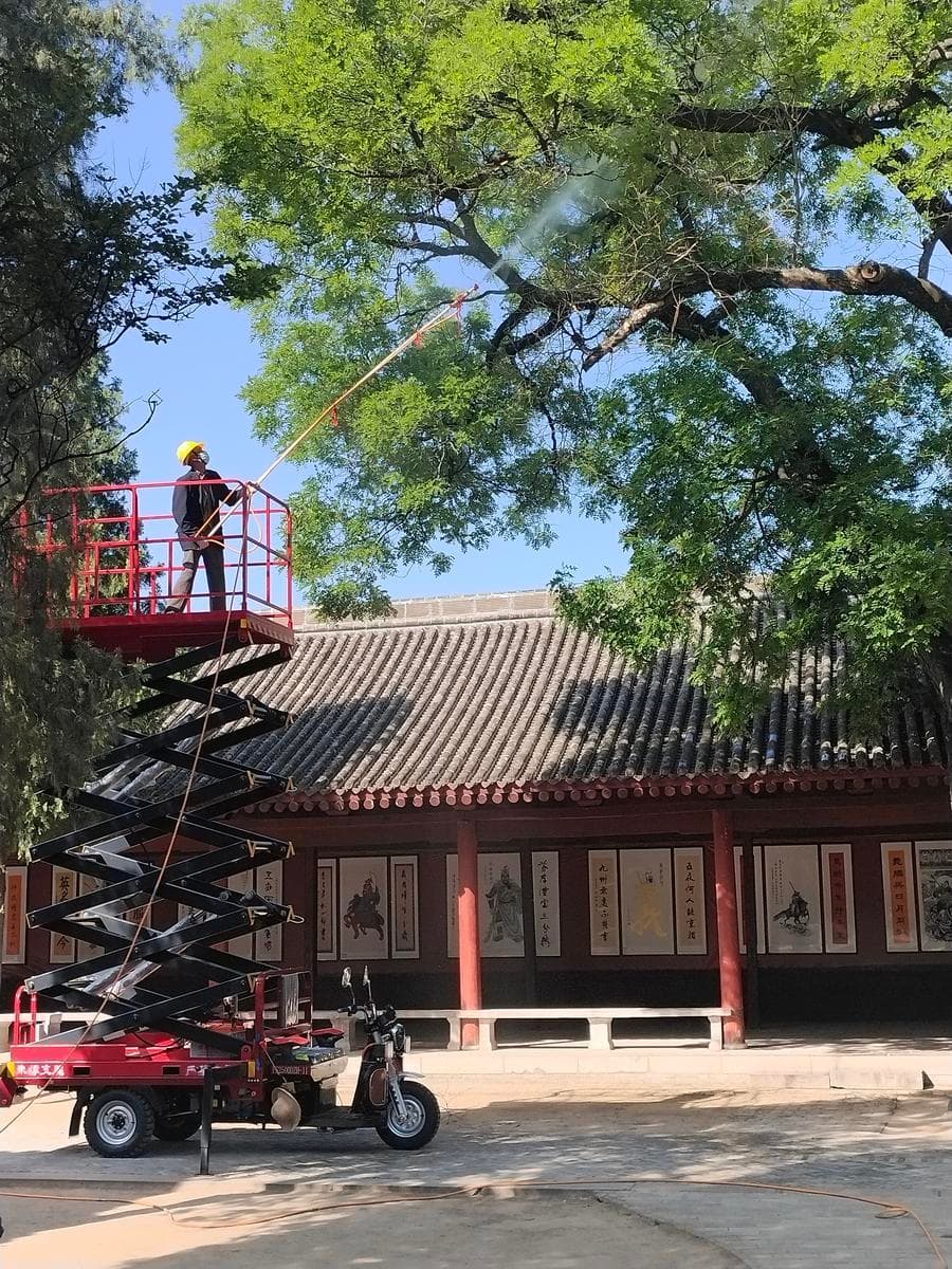 จีนทุ่มงบอนุรักษ์ 'ต้นไม้โบราณ' ทั่วประเทศ ยกให้เป็น 'โบราณวัตถุที่มีชีวิต