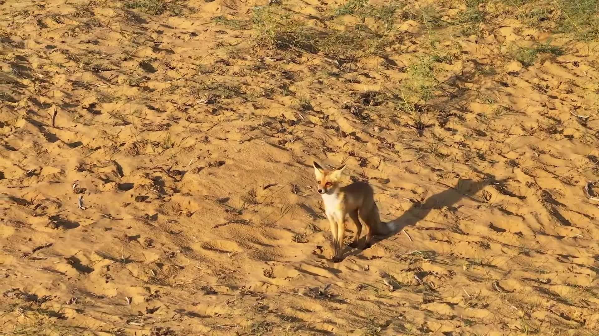 สุนัขจิ้งจอกแดง' ใช้ชีวิตกลางธรรมชาติในซินเจียง