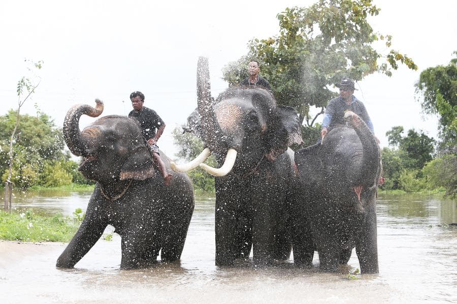 ส่องช้างน้อยใหญ่อาบน้ำชุ่มฉ่ำในอยุธยา