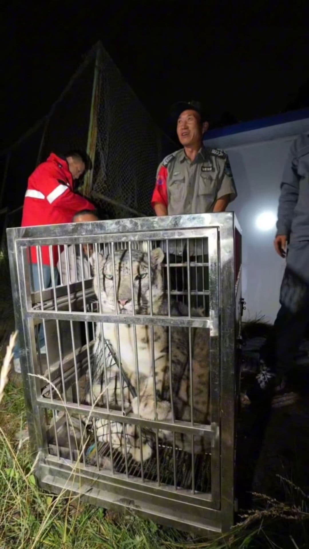 เสือดาวหิมะ' วัย 16 ปี เท่ากับคน 80 ปี ปลอดภัยดีหลังหนีจากกรงในชิงไห่