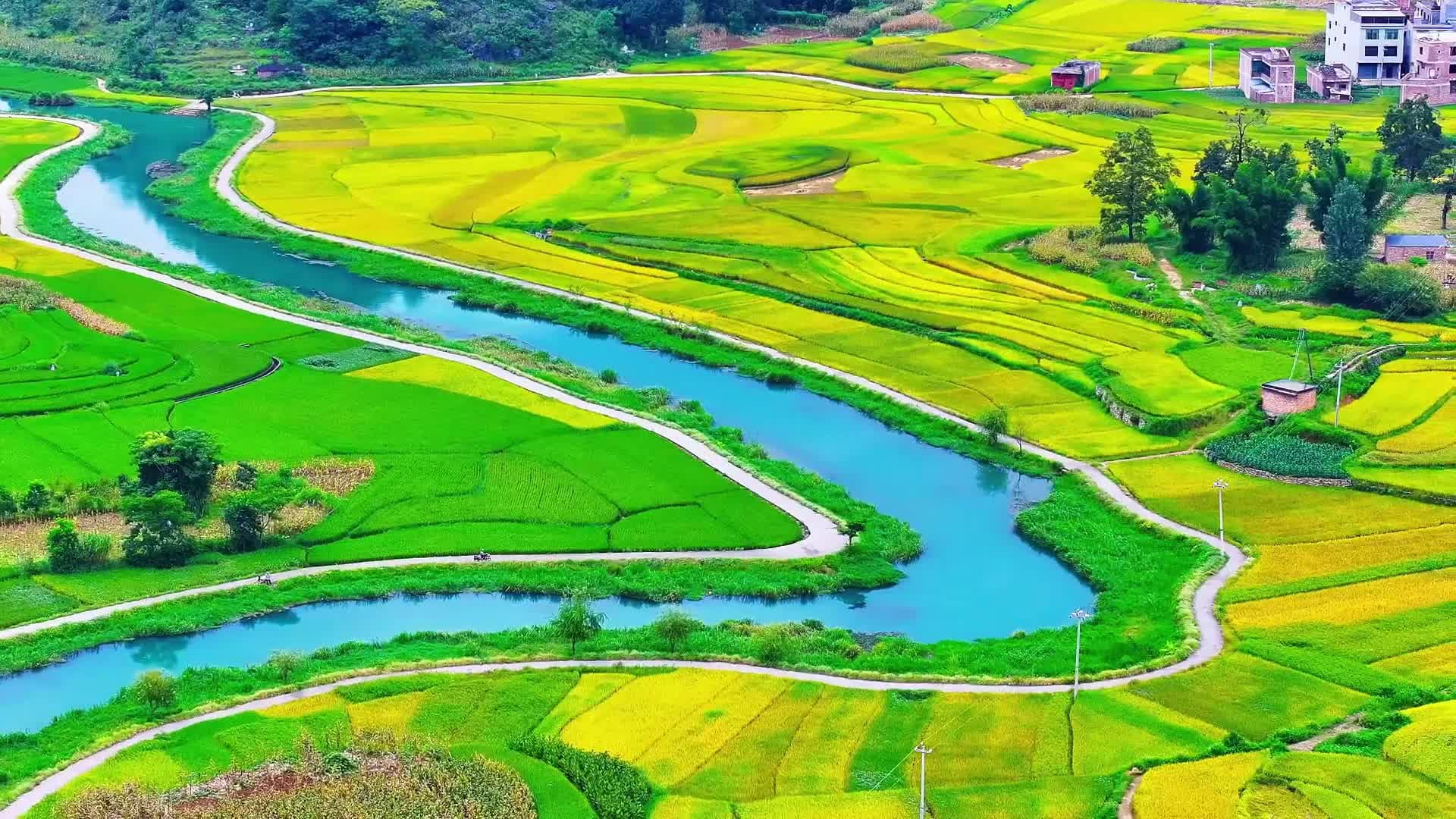 ทุ่งนาสีสันสดใสส่งสัญญาณเก็บเกี่ยวในยูนนาน