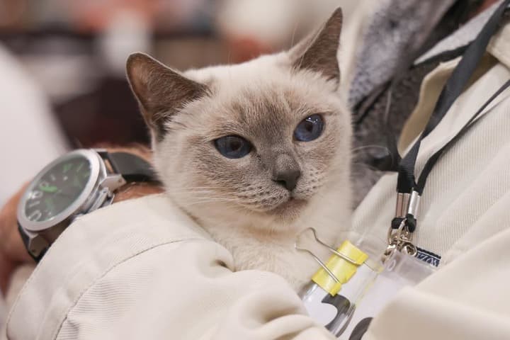 ส่องความน่ารัก 'น้องเหมียว' หลากพันธุ์ในบูดาเปสต์