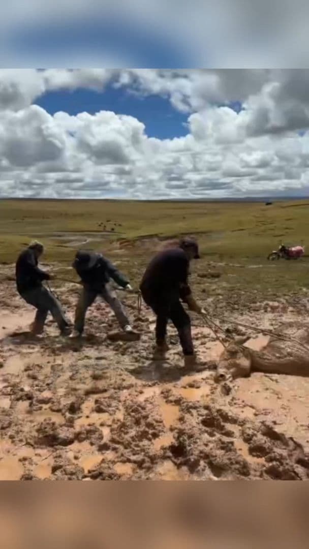 จนท.ช่วย 'ลาป่า' ติดหล่มโคลน รอดหวุดหวิดในชิงไห่