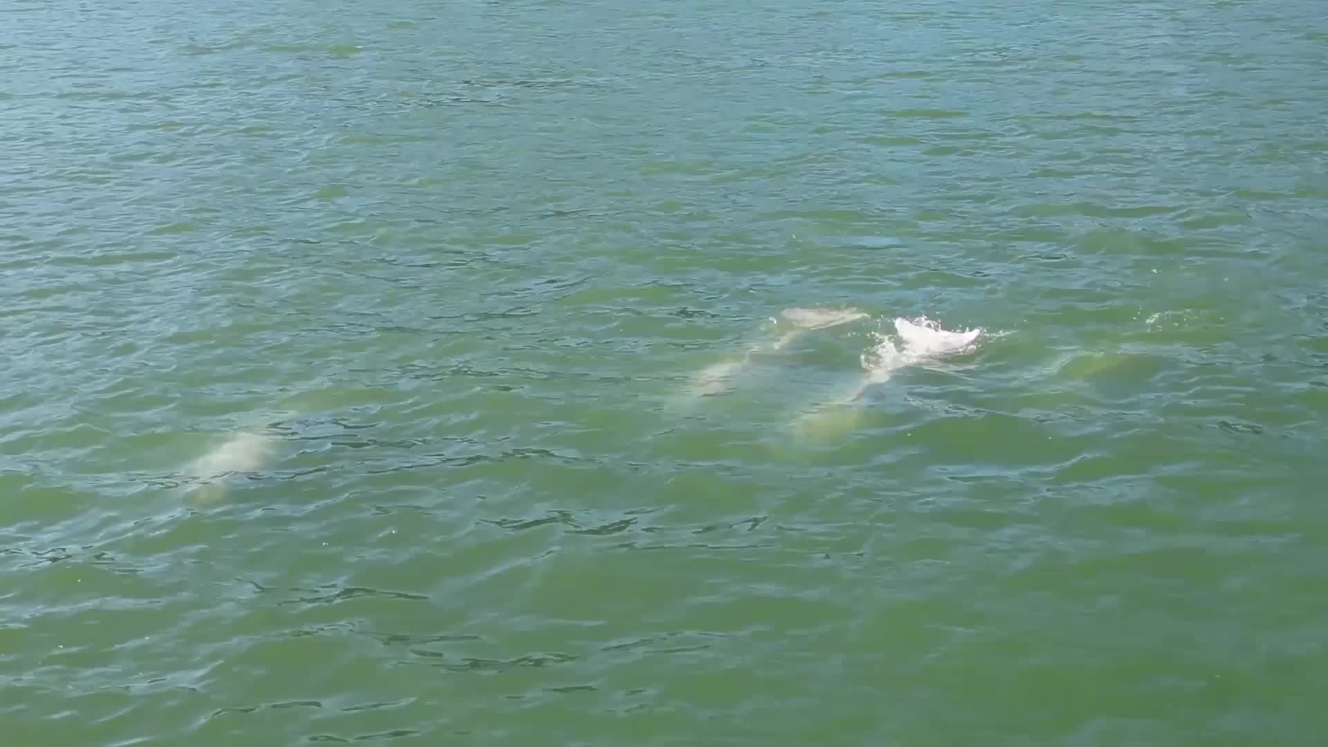 ฝูง 'โลมาขาวจีน' แหวกว่ายเริงร่าในเฉาโจว