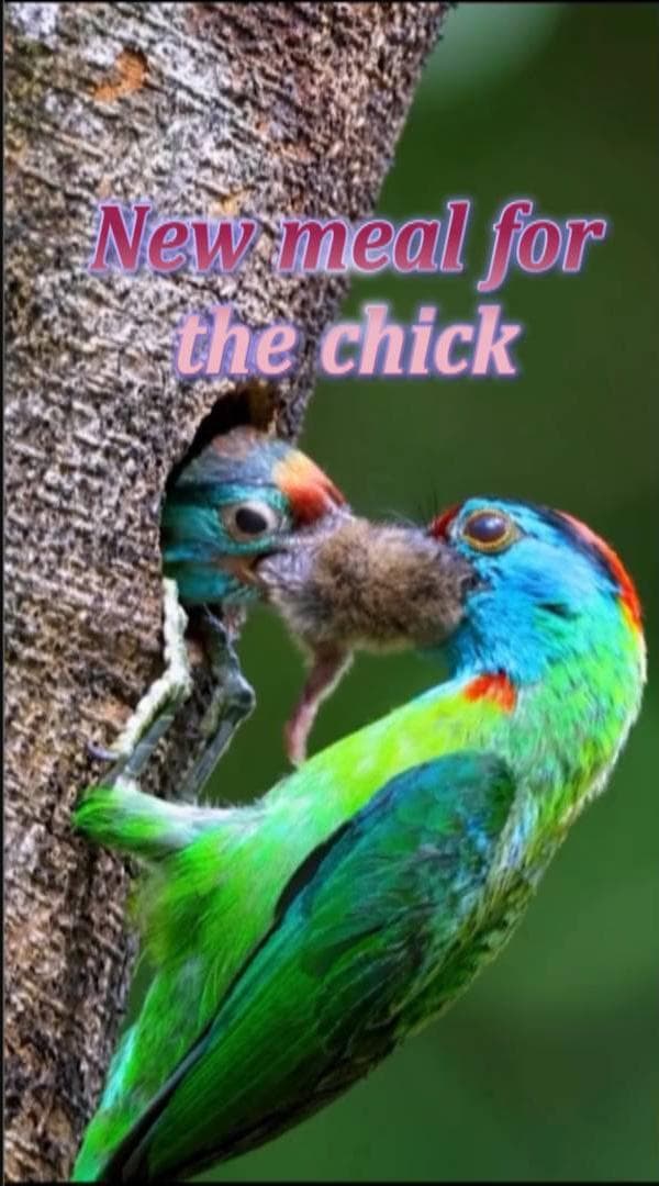 ช็อตหายาก! นกโพระดกคอสีฟ้าคาบ 'หนูนา' ป้อนลูกน้อยในยูนนาน