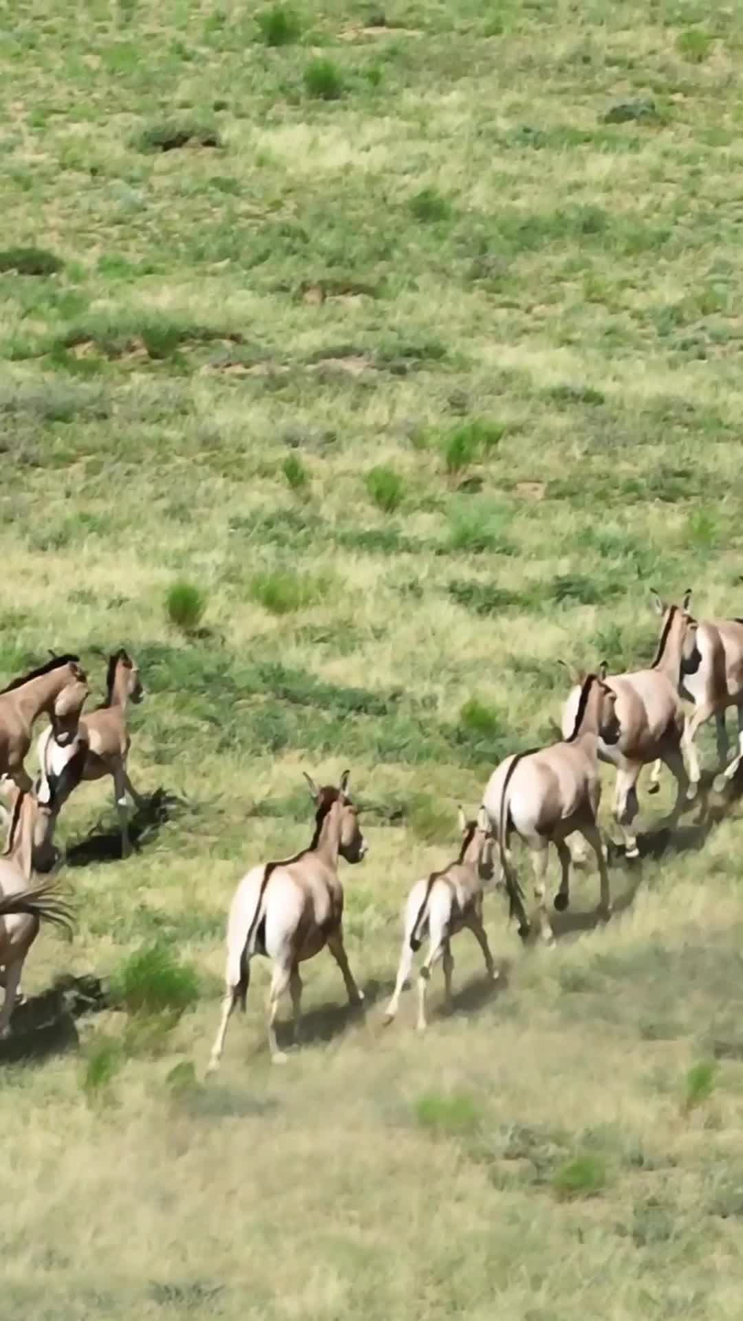 ลาป่าหายาก' ห้อตะบึงกลางทุ่งหญ้ามองโกเลียใน