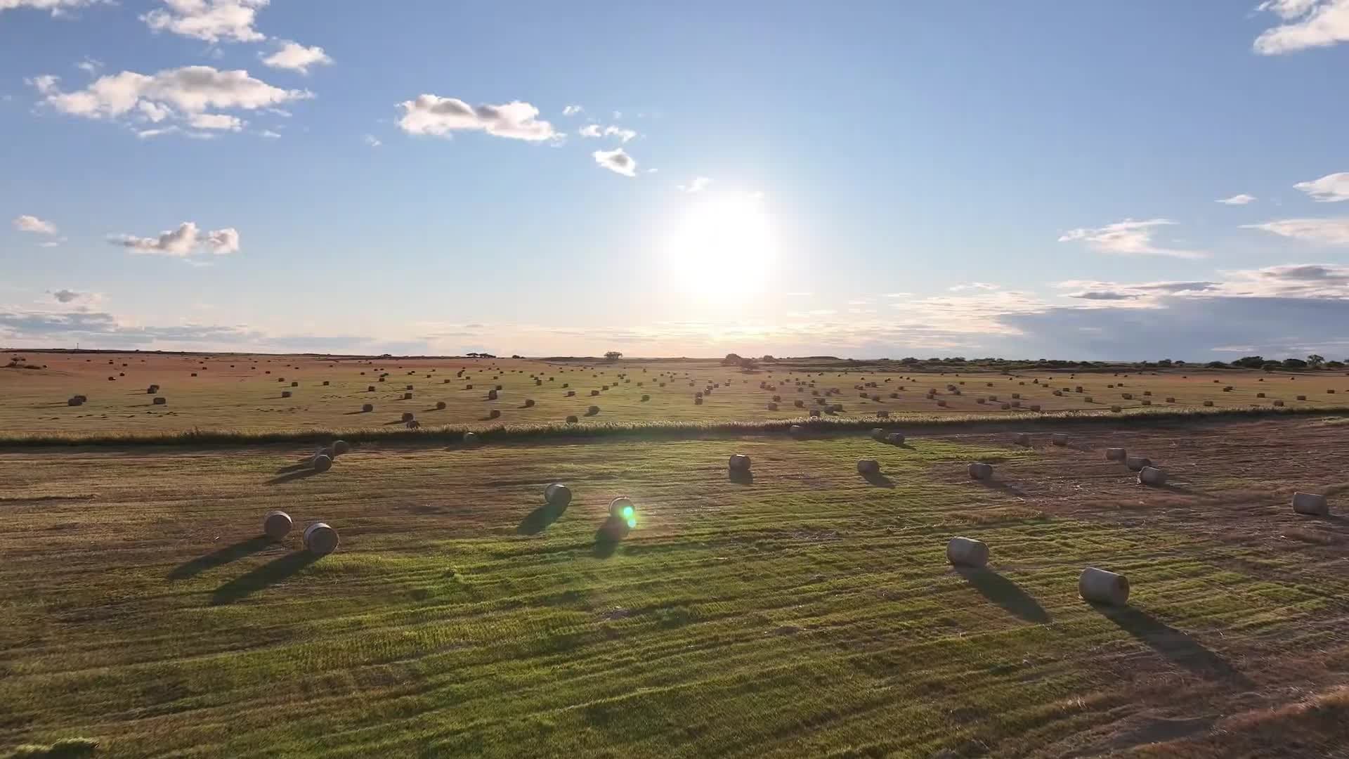 ฤดูเก็บเกี่ยว 'หญ้า' ม้วนกลมในมองโกเลียใน