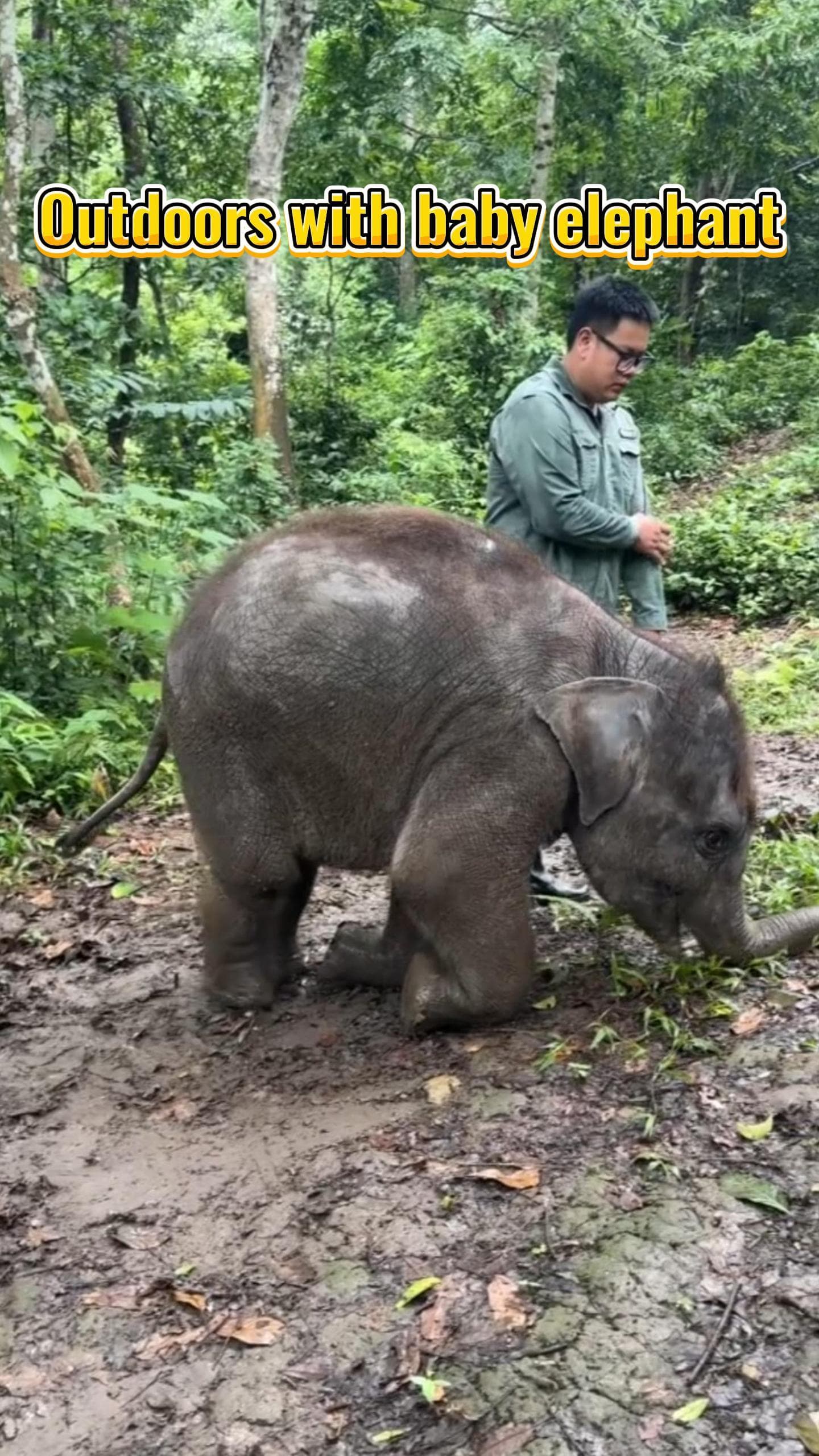 ลูกช้างน้อยในยูนนาน เดี๋ยวลื่นเดี๋ยวล้ม เพราะเท้านุ่มเนียนเป็นเหตุ!