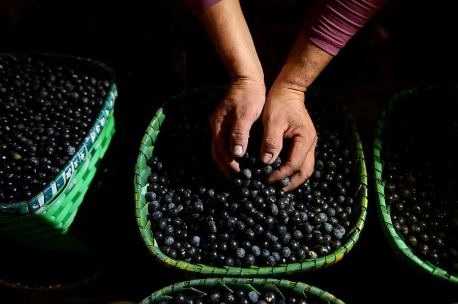 พ่อค้าแม่ค้าบราซิลวางขาย 'อาซาอิเบอร์รี' ผลไม้ถิ่นกำเนิดจากป่าฝนแอมะซอน