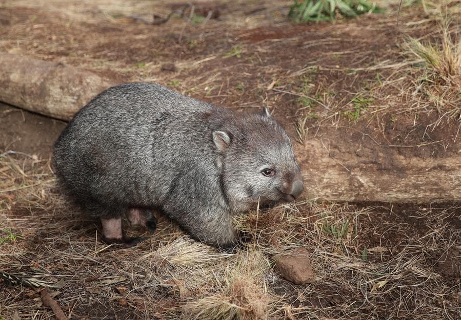 นักวิจัยออสเตรเลียใช้ 'โดรนตรวจจับความร้อน' ติดตามสัตว์พื้นเมืองใกล้สูญพันธุ์