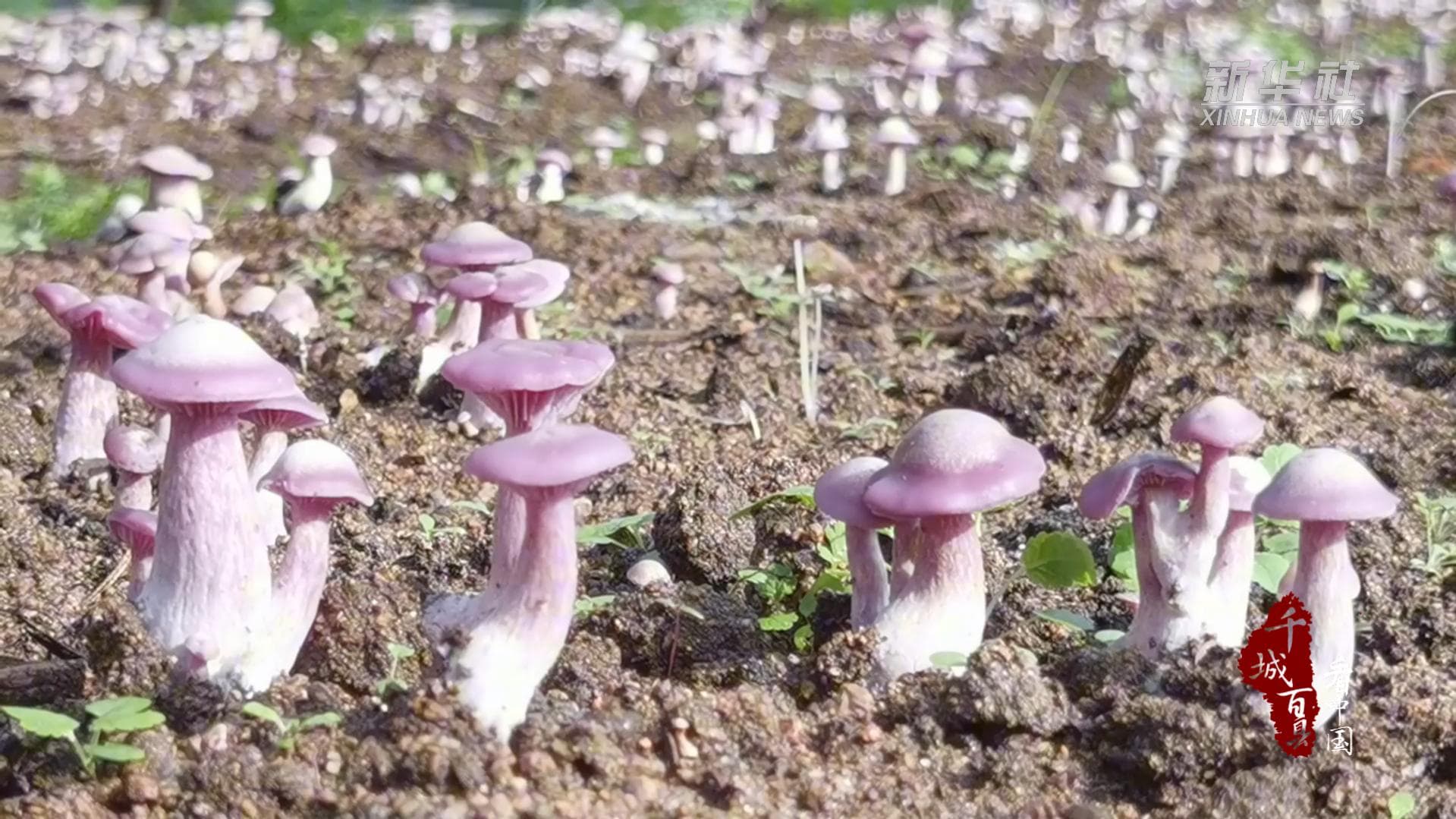 ผลผลิต 'เห็ดหมวกม่วง' เพิ่มรายได้เกษตรกรมองโกเลียใน