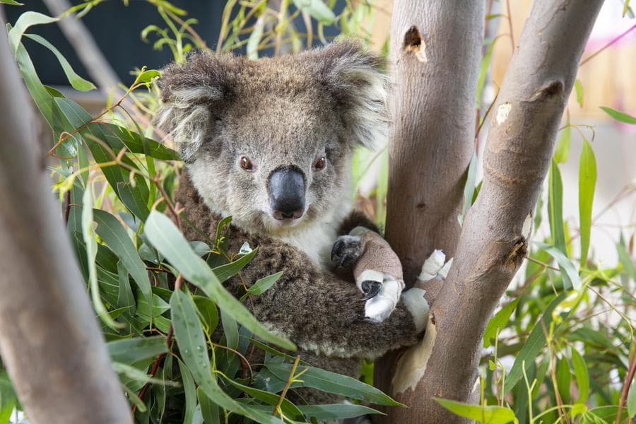 ออสเตรเลียอนุมัติวัคซีนตัวแรกของโลก ปกป้อง 'โคอาลา' จากโรคหนองในเทียม