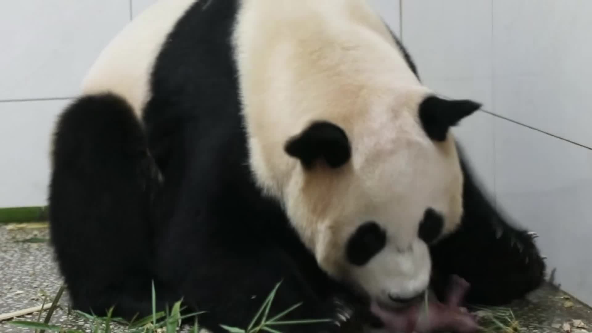 วินาที 'แพนด้ายักษ์' ออกลูกแฝดครั้งแรกในเซี่ยงไฮ้
