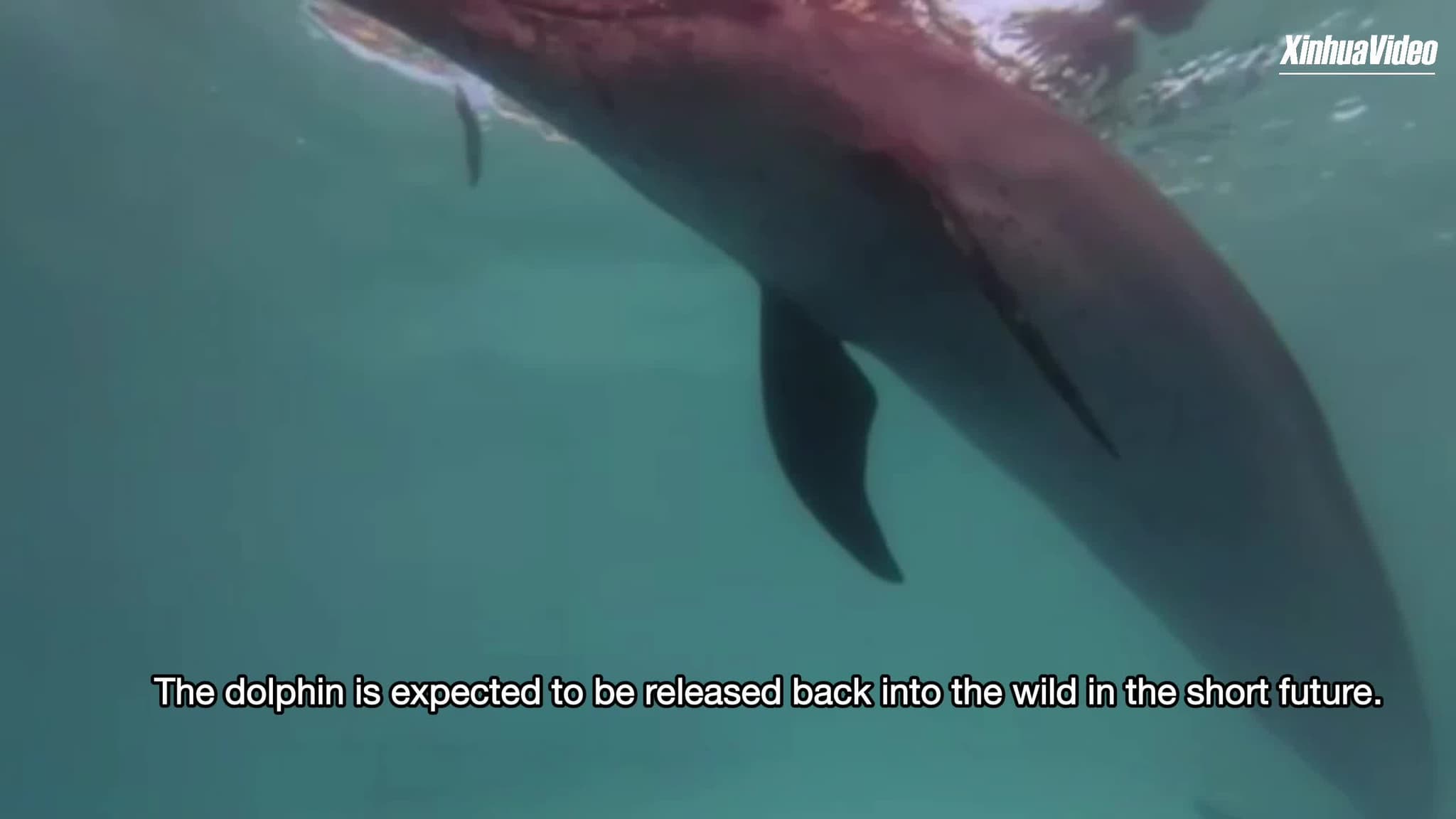 ไหหลำเตรียมส่ง 'โลมา' เกยตื้นกลับบ้าน หลังดูแลนานหลายเดือน