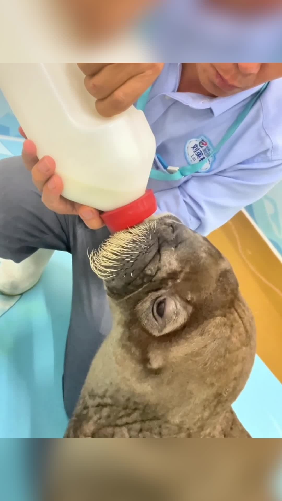 ส่องชีวิต 'วอวอ' ลูกวอลรัสคนเลี้ยงตัวแรกของจีน อยู่รอดเติบโตในกวางตุ้ง