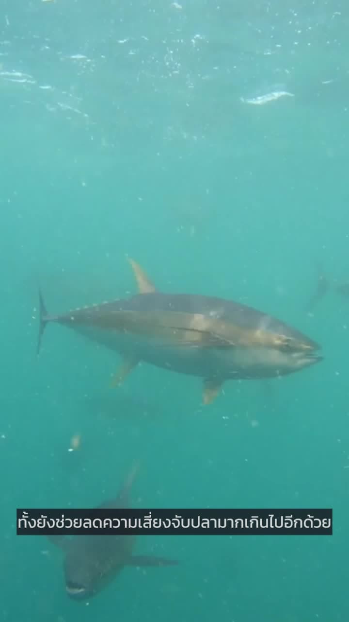 ฟาร์มปลาทูน่า' กลางทะเล หนุนพัฒนาการประมงในไหหลำ