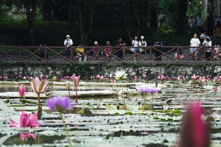 นทท.ชม 'บัวสาย' บานรับฤดูใบไม้ร่วงในกว่างซี