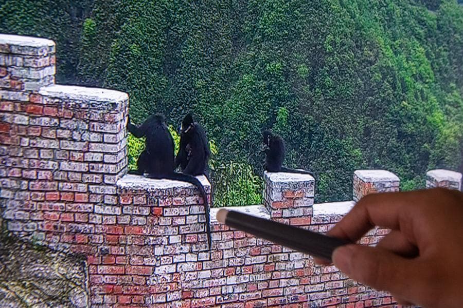 ฉงชิ่งพิทักษ์ 'เขตอนุรักษ์ฯ ภูเขาจินโฝ' คุ้มครองสัตว์-พืชหายาก