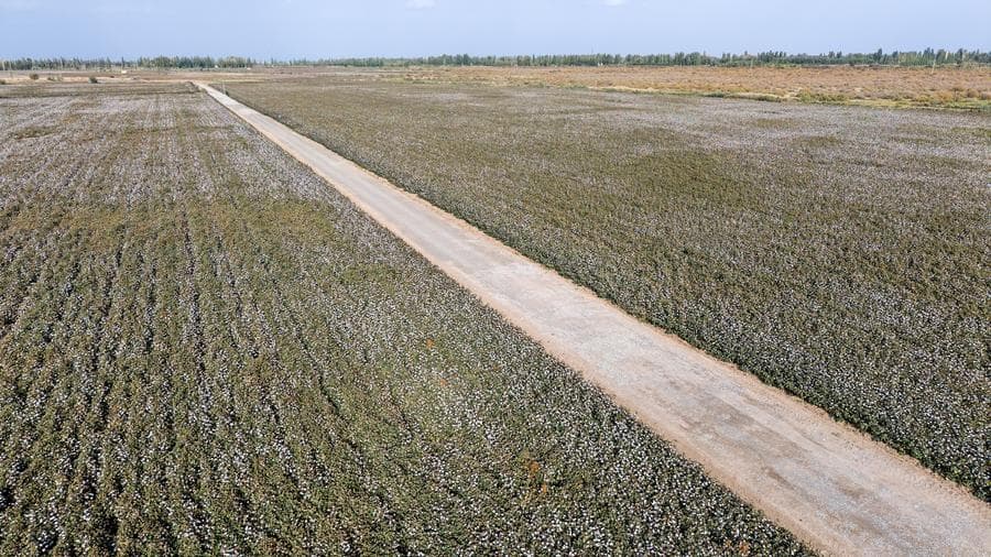 ตุนหวงพลิกฟื้น 'ที่ดินเค็มด่าง' สู่แปลงปลูกฝ้ายสร้างรายได้