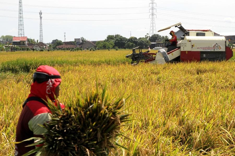 อินโดนีเซียพัฒนา 'นาข้าว' กว่า 3 ล้านไร่ เสริมความมั่นคงทางอาหาร