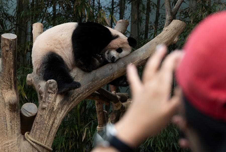 แพนด้ายักษ์ 'อ้ายเป่า-เล่อเป่า' อวดความน่ารักในเกาหลีใต้
