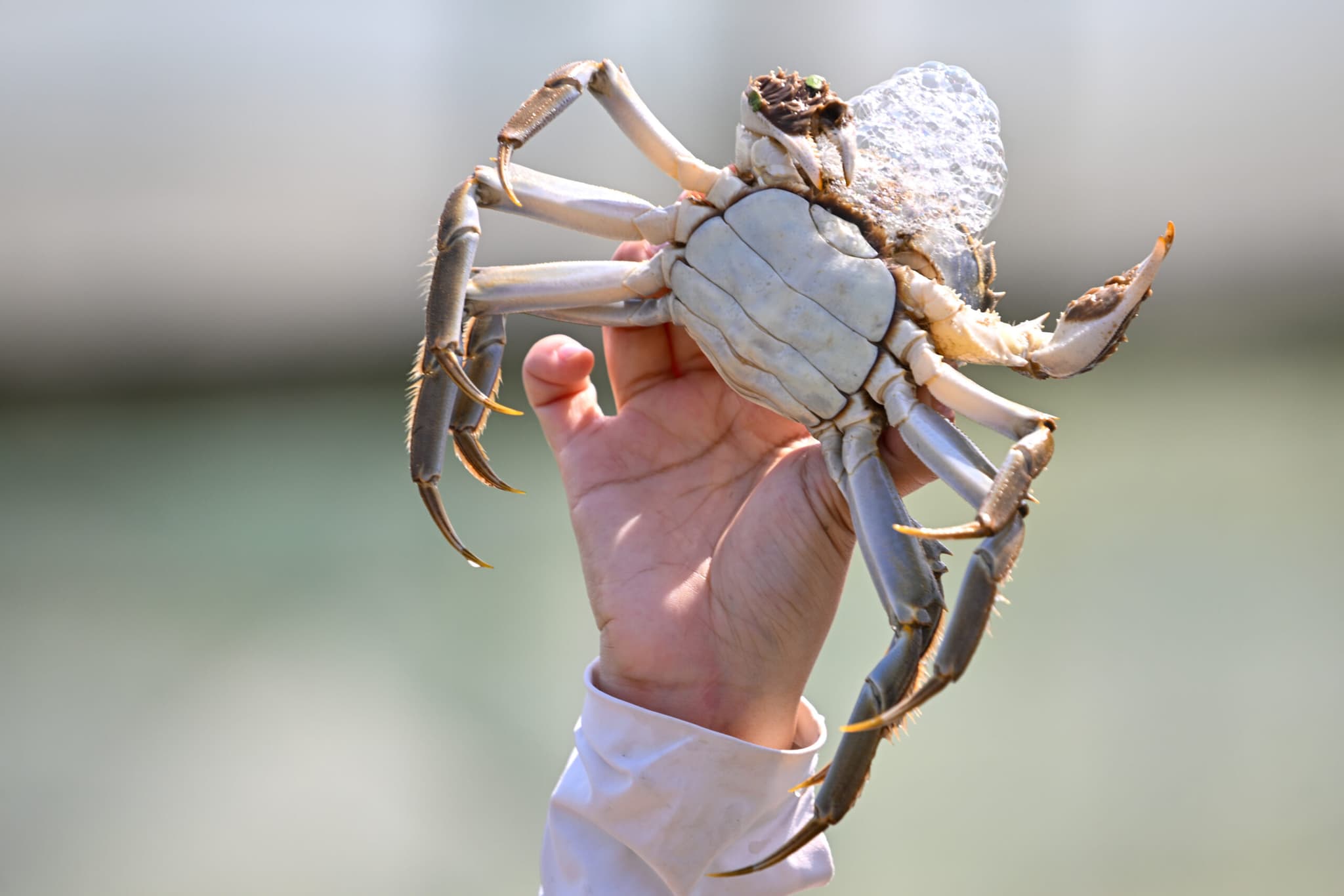 จีนเริ่มฤดูเก็บเกี่ยว 'ปูขน' ราคาสูง-รสชาติอร่อย