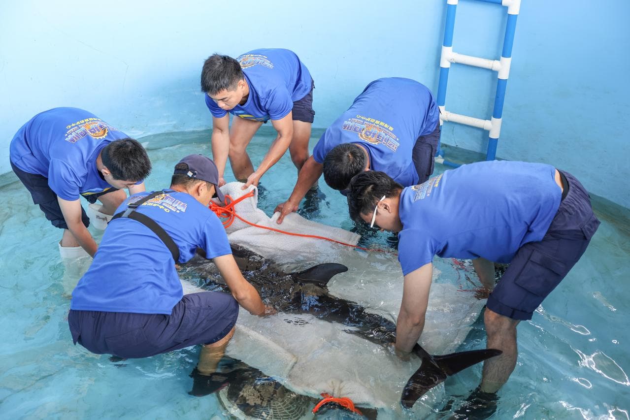 ว่านว่าน' โลมาน้อยเกยตื้นในไหหลำ ได้กลับบ้านแล้ว หลังรักษาตัวนานเกือบ 3 เดือน