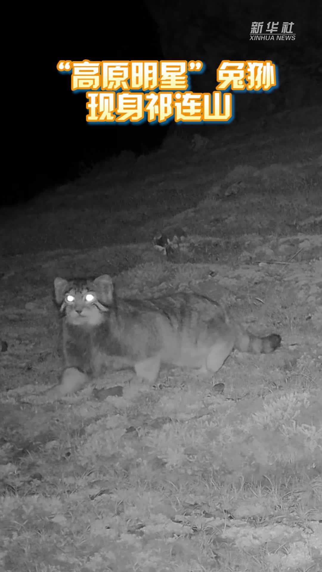 แอบส่อง 'แมวป่าอ้วน' สัตว์คุ้มครองจีน เดินสำรวจเทือกเขาฉีเหลียน