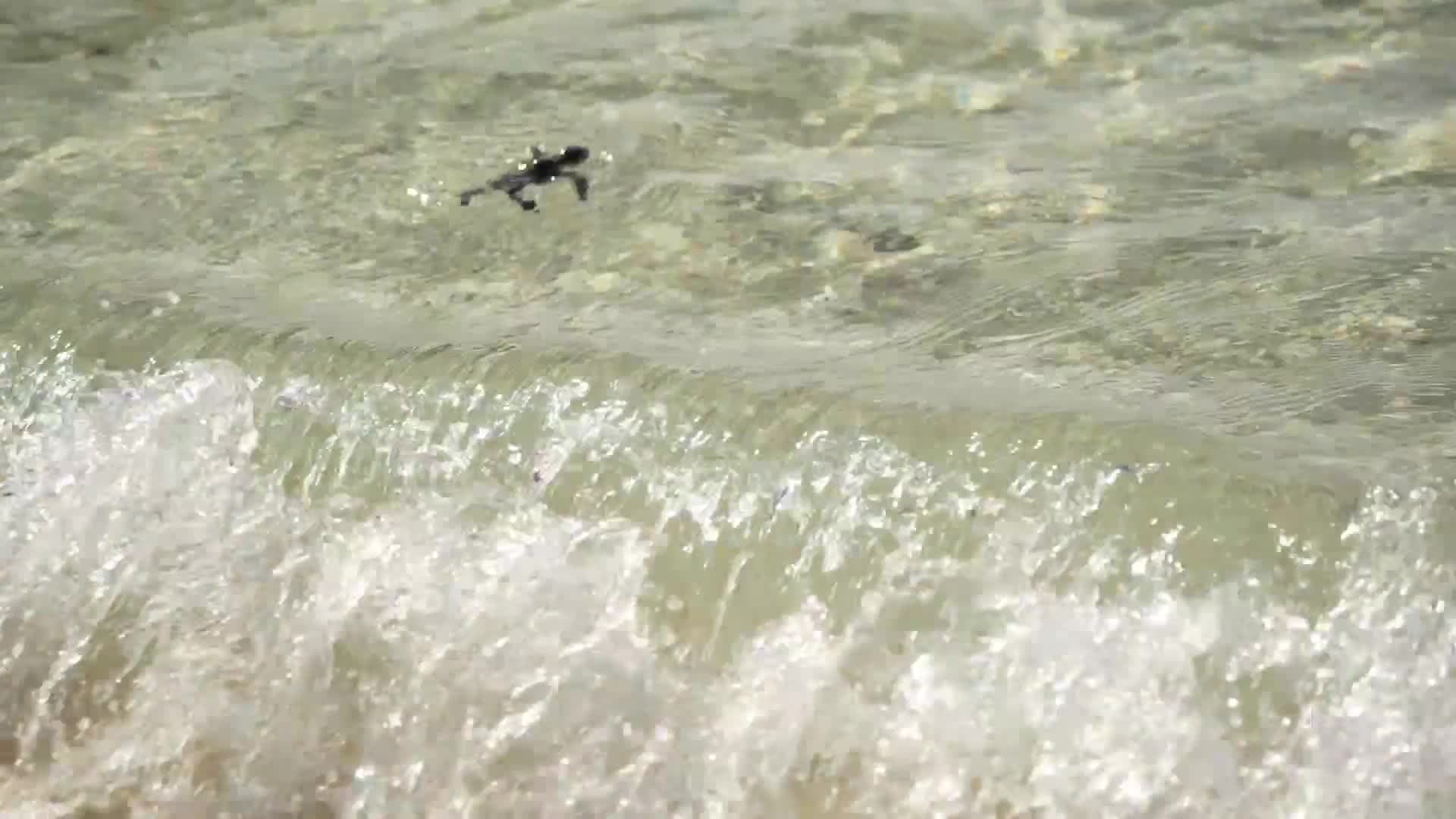 นักวิจัยจีนบันทึก 'เต่าตนุฟักไข่' ครบวงจรได้ครั้งแรก ในแนวปะการังทะเลจีนใต้