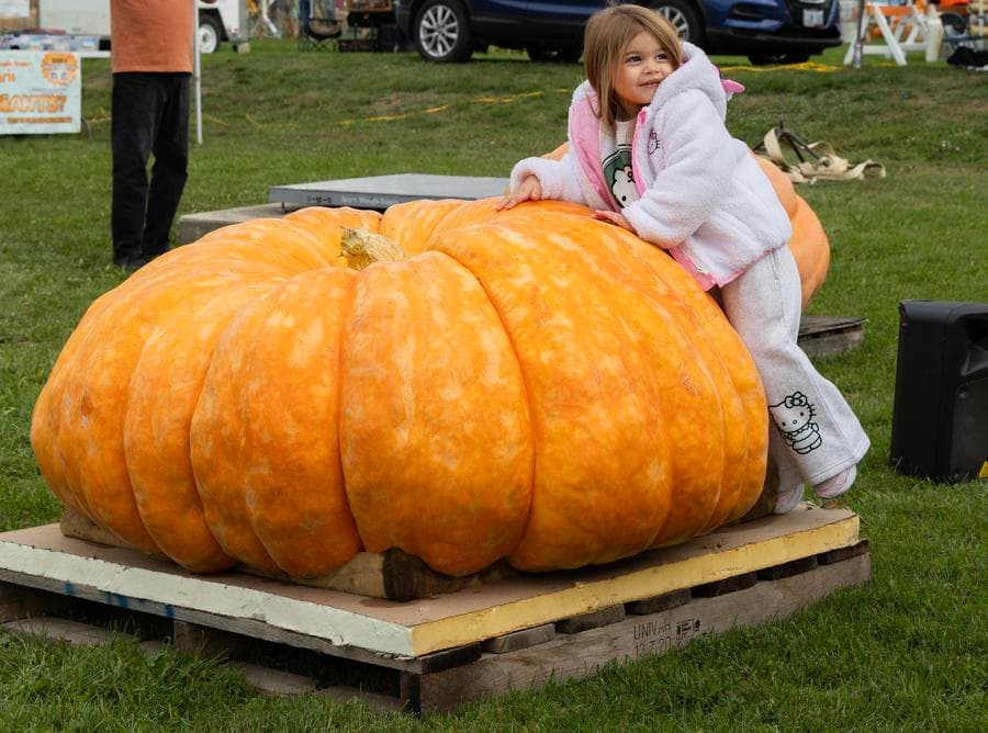 งานประกวด 'ฟักทองยักษ์' ใหญ่เท่าเด็กในแคนาดา