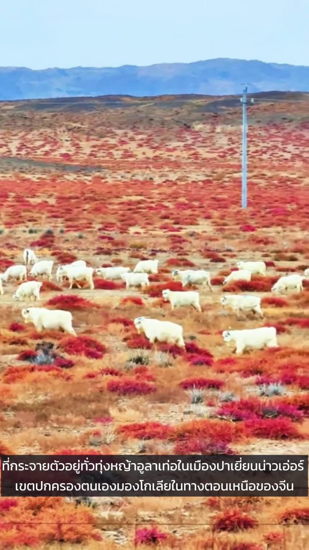 หญ้าแดง-แพะขาว แต้มสีสัน 'ทุ่งหญ้าอูลาเท่อ' ในมองโกเลียใน