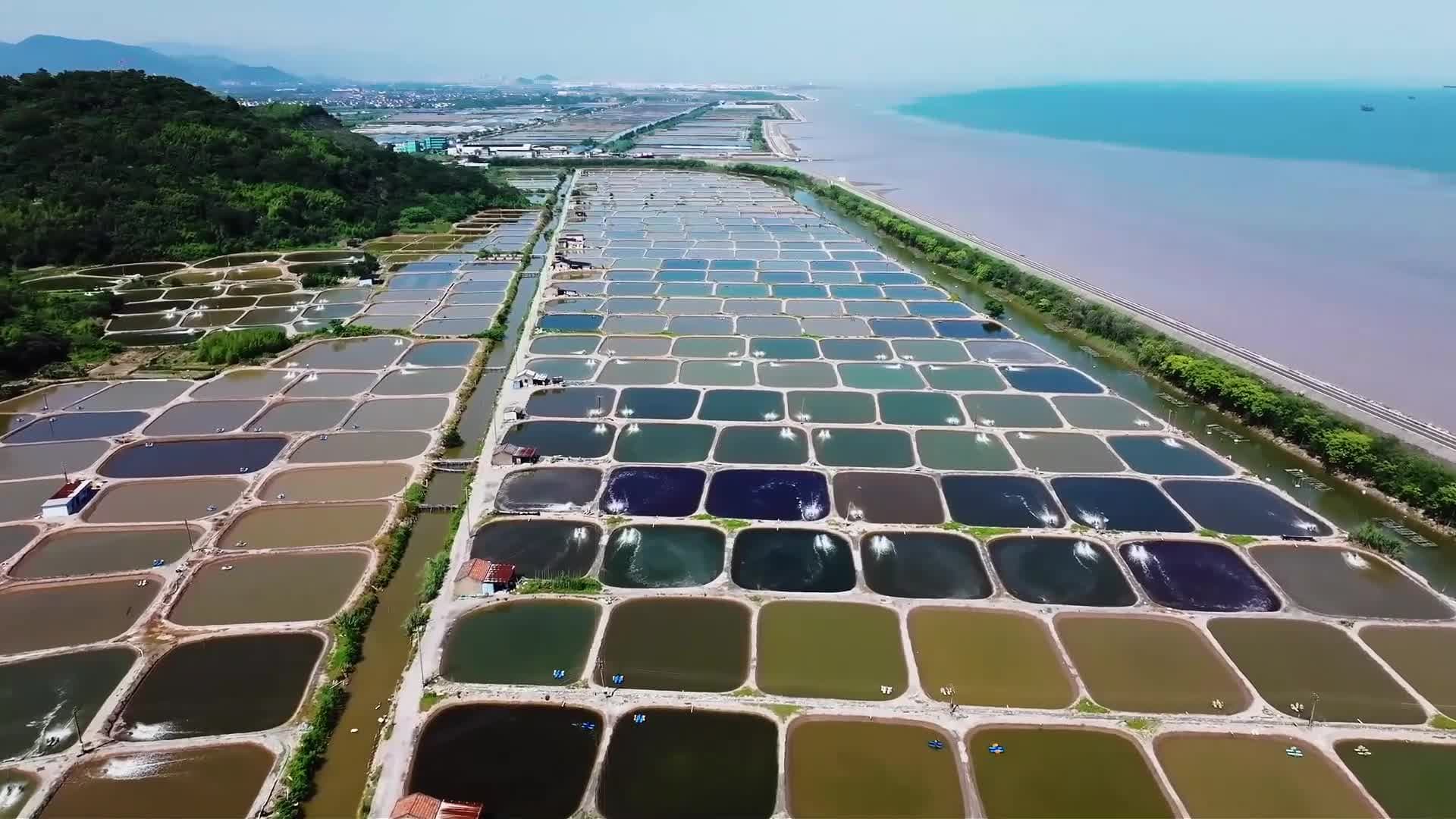 จานสียักษ์! บ่อเลี้ยงสัตว์น้ำหลากสีสันเรียงรายในเจ้อเจียง