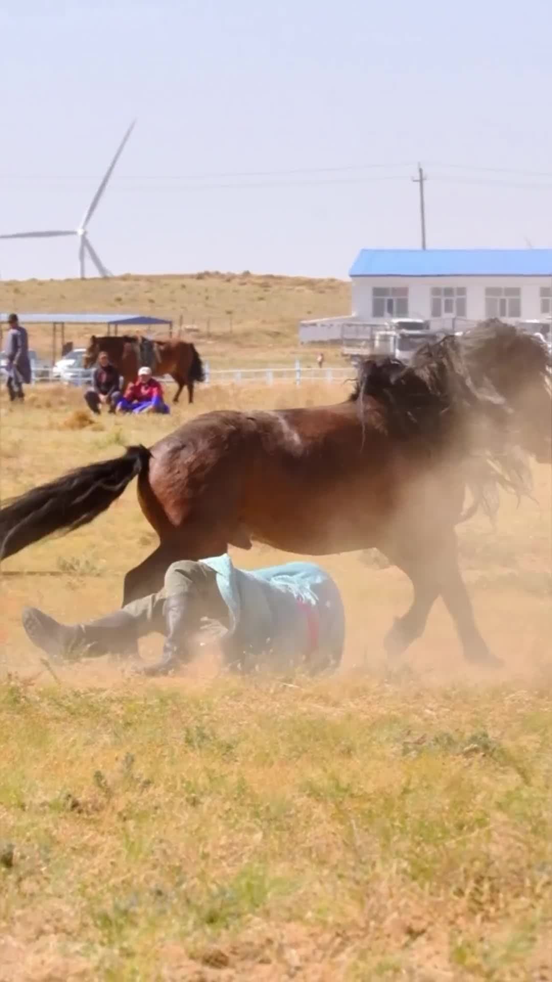 เกมของคนกล้า! คนเลี้ยงสัตว์แข่ง 'ขี่ม้าพยศ' หลังเปล่าในมองโกเลียใน