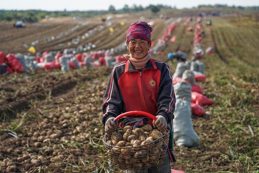 จีนส่งเครื่องจักรเกษตร ช่วยแหล่งผลิต 'ธัญพืช' เก็บเกี่ยวหนีฝนกระหน่ำ