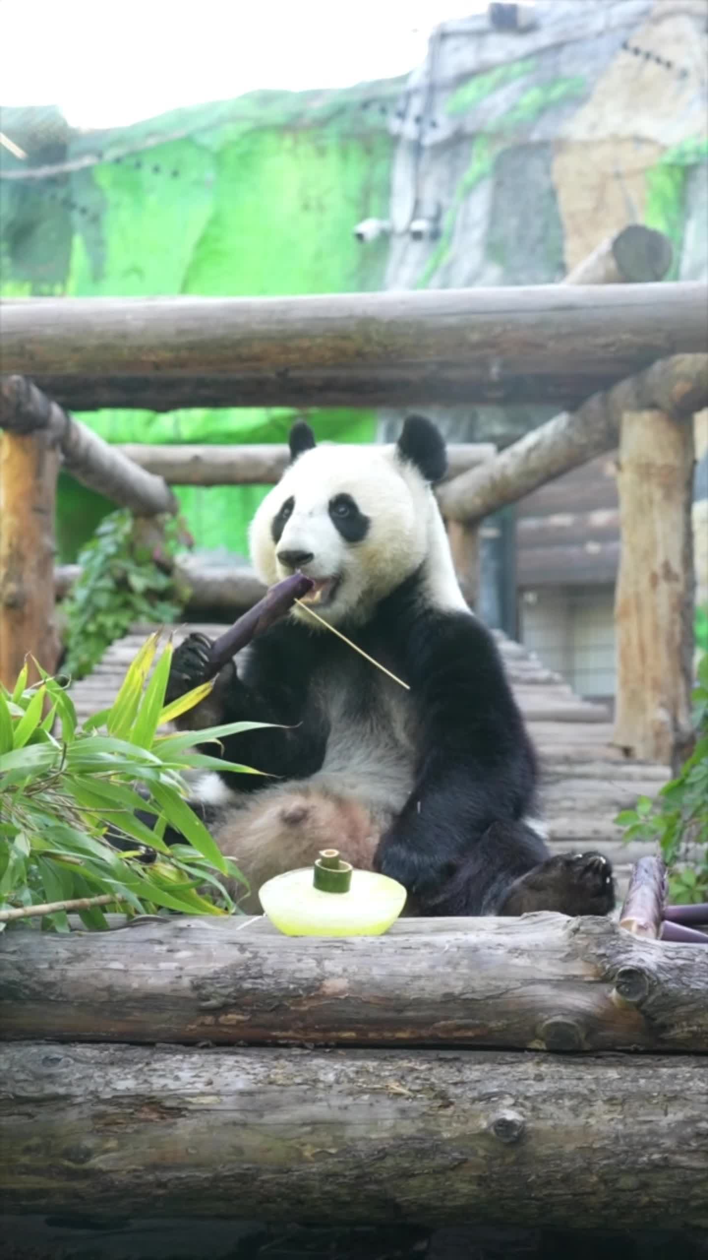 คัตยูชา' แพนด้ายักษ์เกิดในรัสเซีย หม่ำเค้กผลไม้-น้ำแข็ง ฉลองวันชาติจีน