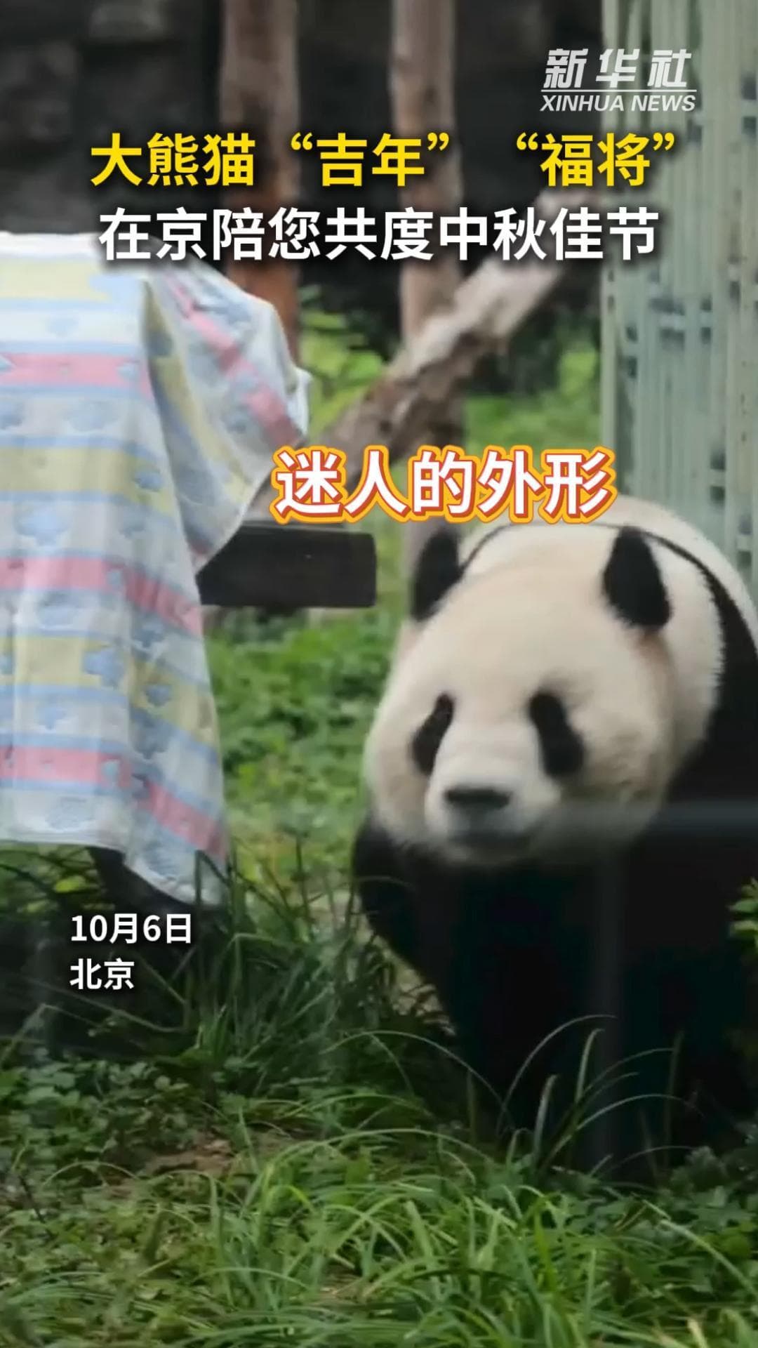 สองแพนด้ายักษ์ 'จี๋เหนียน-ฝูเจี่ยง' อวดโฉมรับไหว้พระจันทร์ในปักกิ่ง