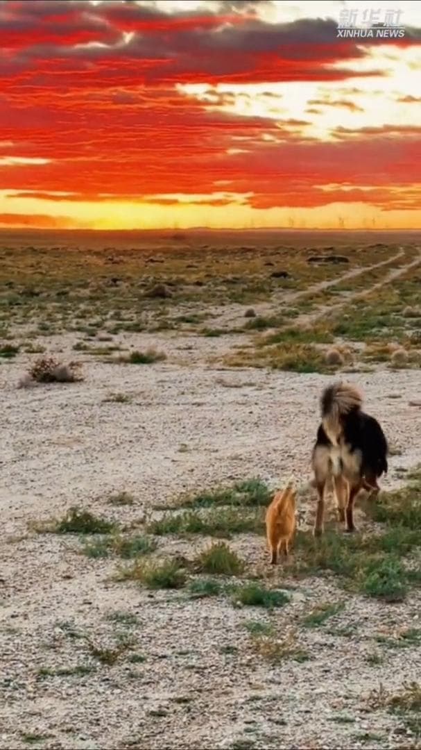 คู่ซี้ต่างพันธุ์! มิตรภาพ 'แมวส้ม-หมามองโกล' สุดน่ารัก