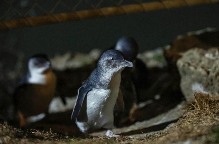 เพนกวินนางฟ้า' เล็กสุดในโลก เดินเตาะแตะในนิวซีแลนด์