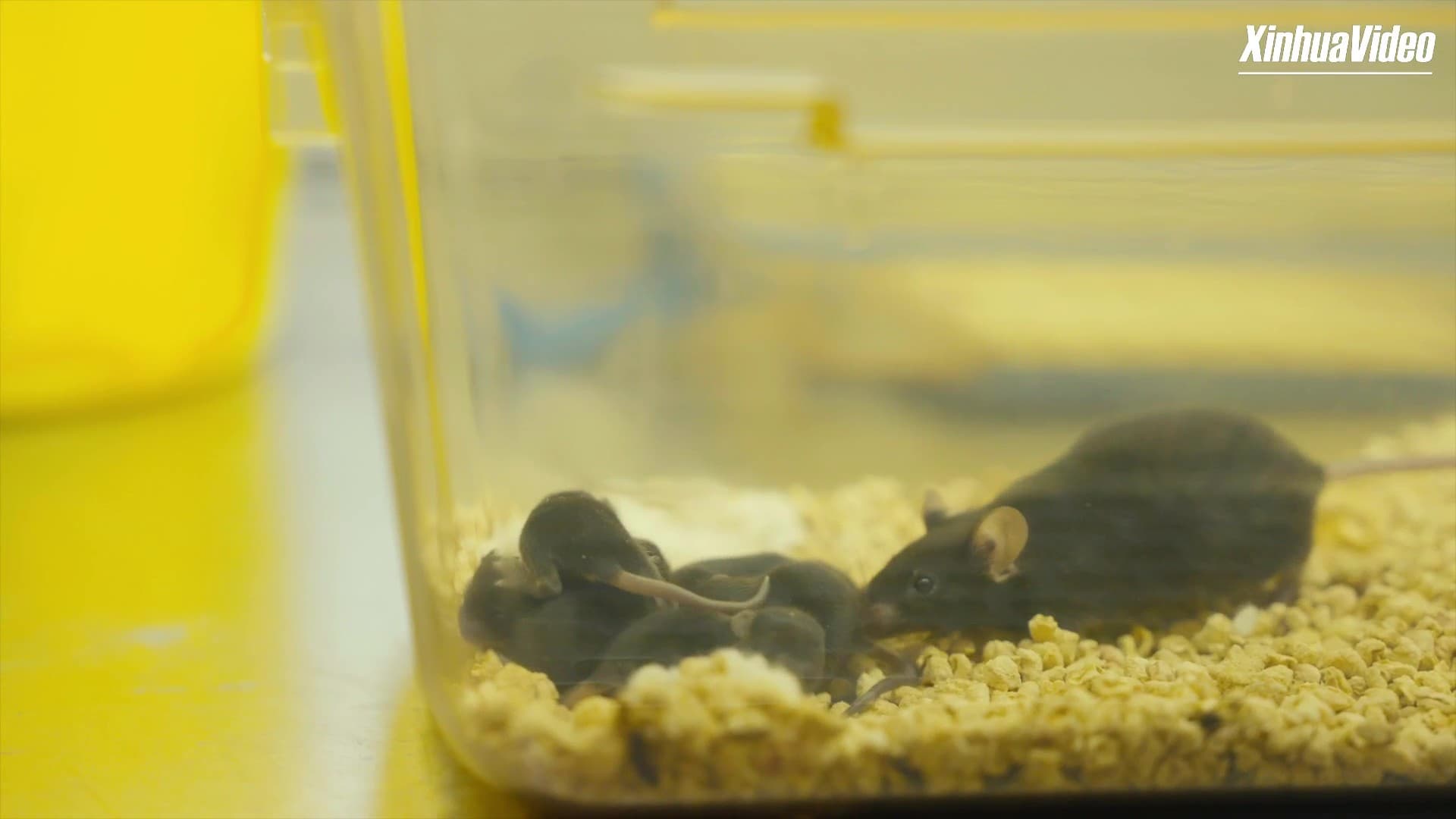 นักบินอวกาศหนู' ร่วมภารกิจเสินโจว-21 ออกลูกครอกใหญ่ ปูทางงานวิจัยในอนาคต