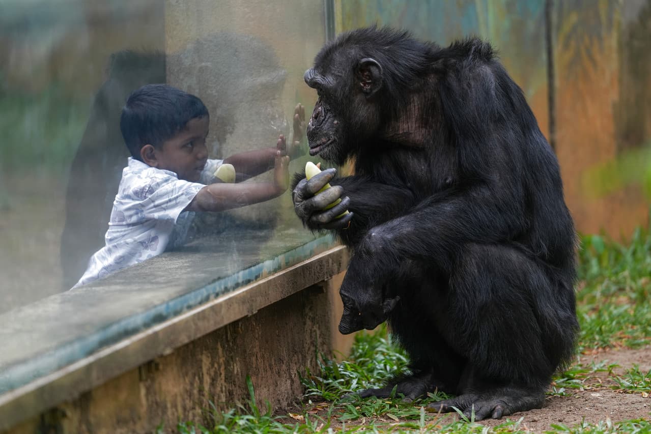 ศึกษาชี้ สัตว์เลี้ยงลูกด้วยนมที่ 'หยุดสืบพันธุ์' มีอายุยืนขึ้นมากถึง 20%